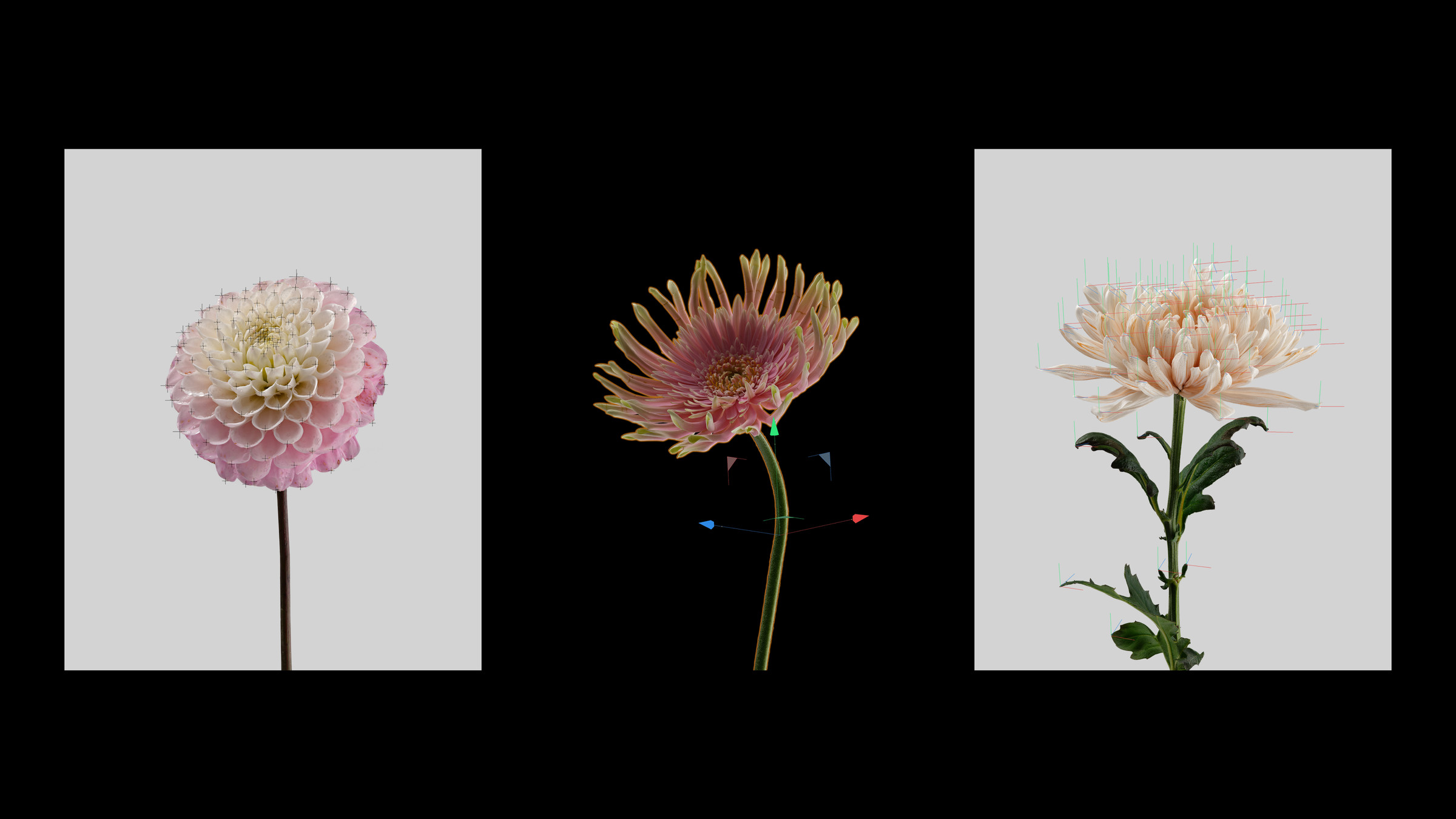 5G — triptyque de fleurs